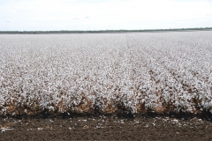 Cotton