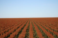 Sorghum