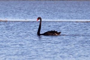Swan